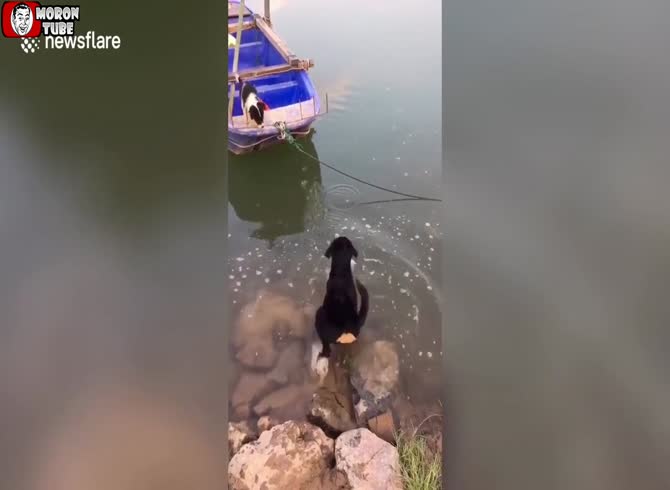 Video :This dog becomes a hero by saving a puppy